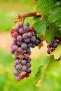 The Vine and the Branches 