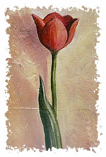 TULIP